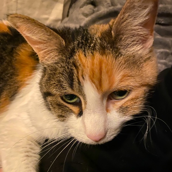 Meet your Posher, Brook - Picture 1 of 2